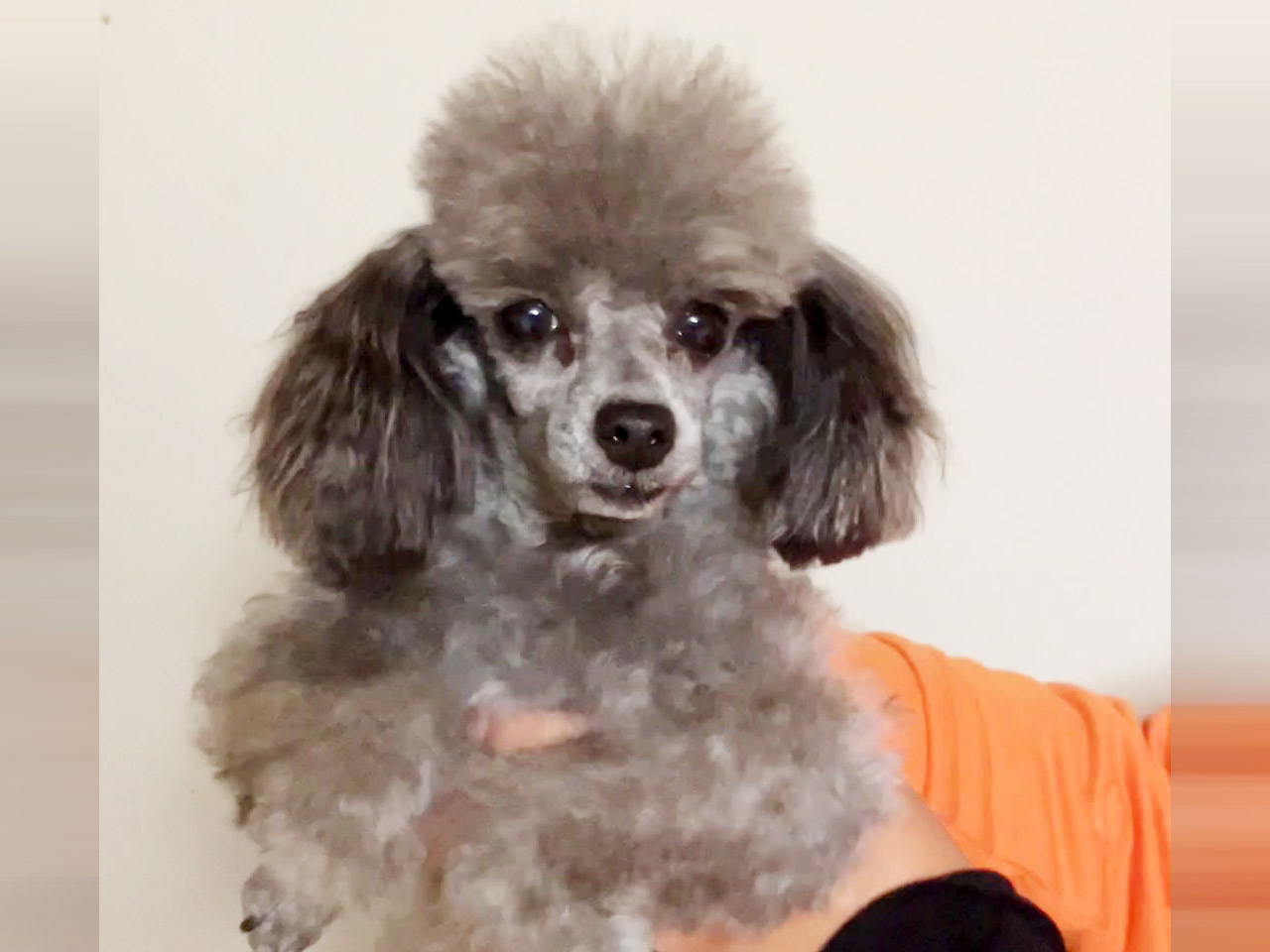 トイプードルの子犬