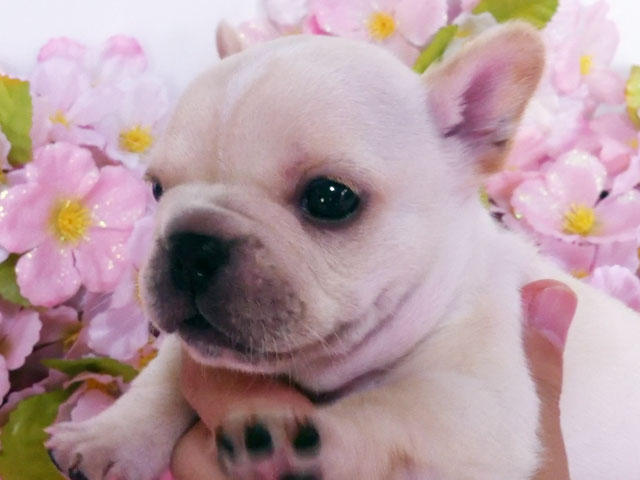 フレンチブルドッグクリーム子犬