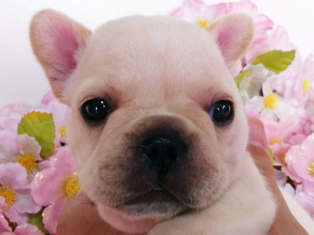 フレンチブルドッグの子犬
