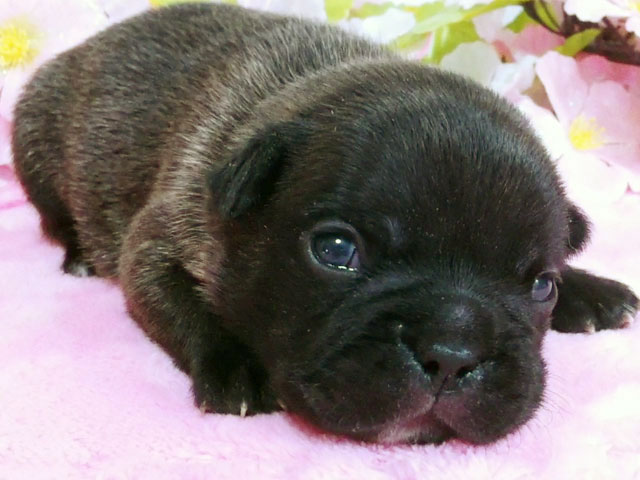 フレンチブルドッグブリンドル子犬