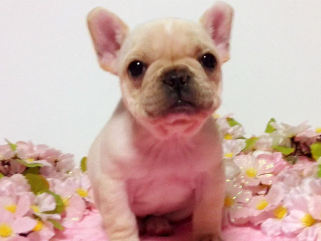 フレンチブルドッグの子犬