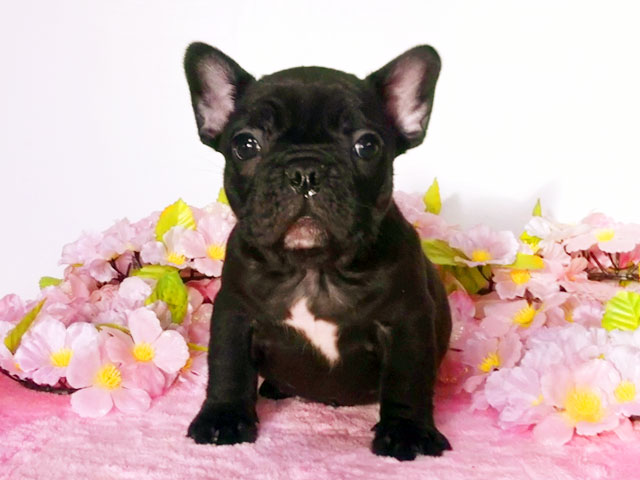 フレンチブルドッグの子犬