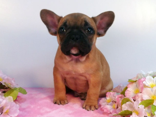 フレンチブルドッグフォーン子犬