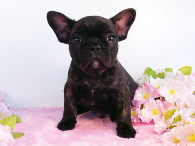 フレンチブルドッグブリンドル子犬