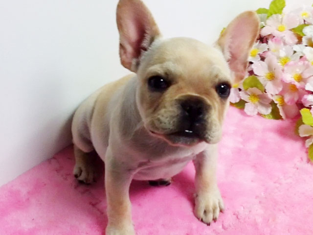 フレンチブルドッグクリーム子犬