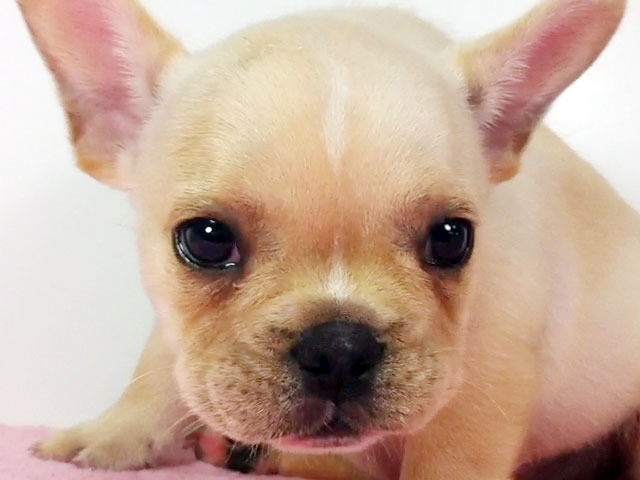 フレンチブルドッグクリーム子犬
