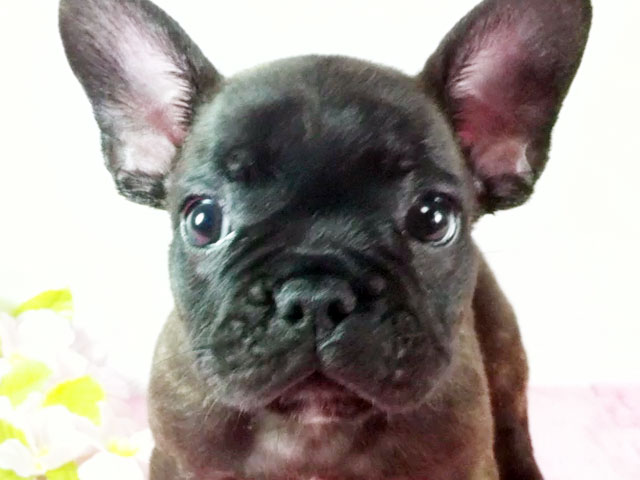 フレンチブルドッグブリンドル子犬