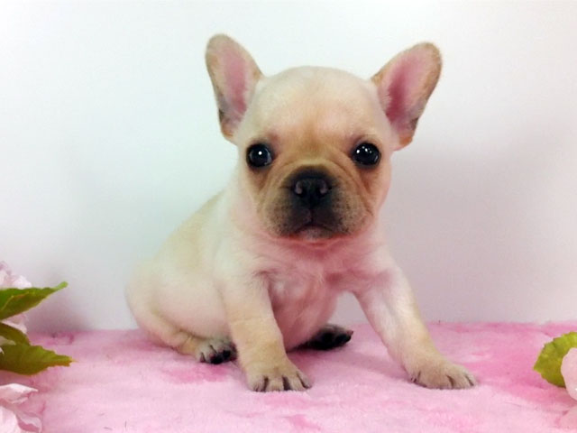 フレンチブルドッグの子犬