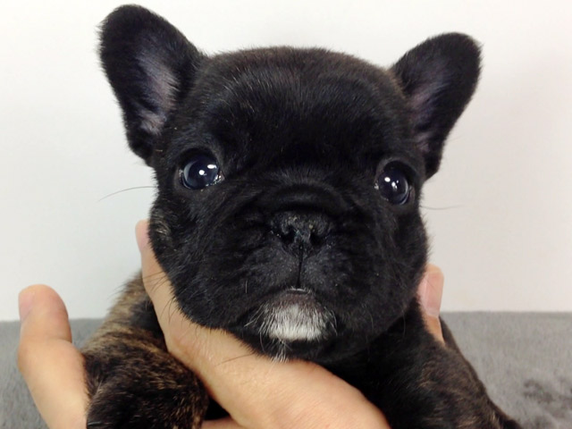 フレンチブルドッグの子犬
