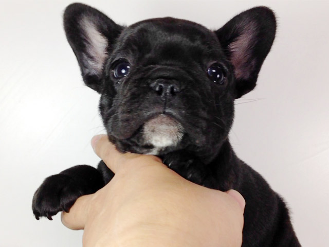 フレンチブルドッグの子犬