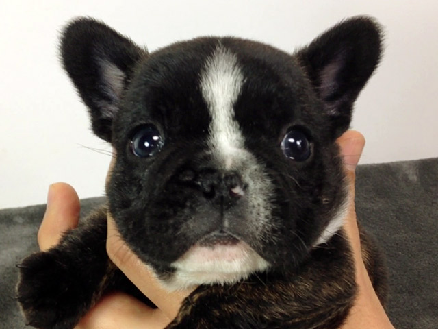 フレンチブルドッグの子犬