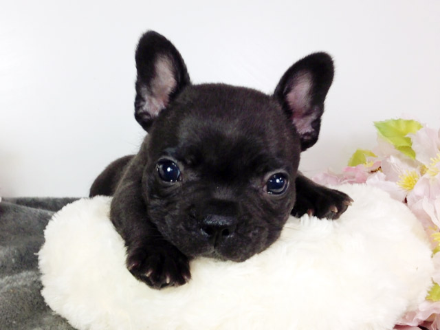 フレンチブルドッグの子犬