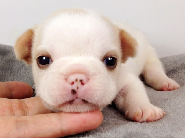 フレンチブルドッグの子犬