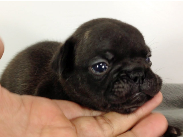 フレンチブルドッグクリーム子犬