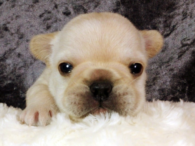 フレンチブルドッグクリーム子犬