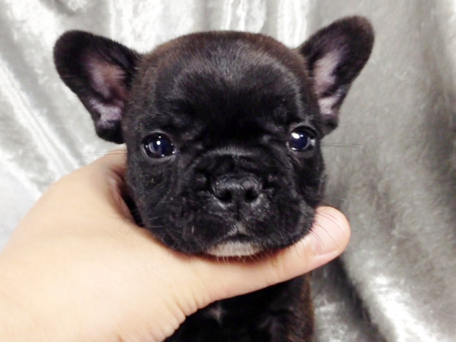 フレンチブルドッグの子犬