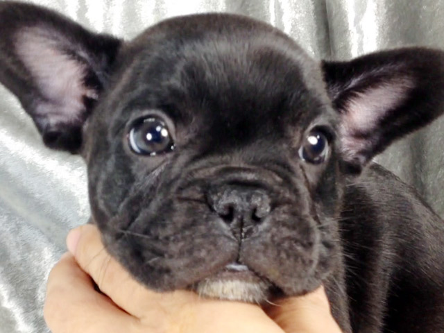フレンチブルドッグブリンドル子犬
