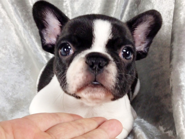フレンチブルドッグの子犬