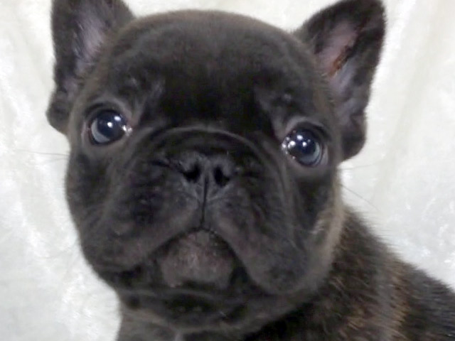 フレンチブルドッグの子犬