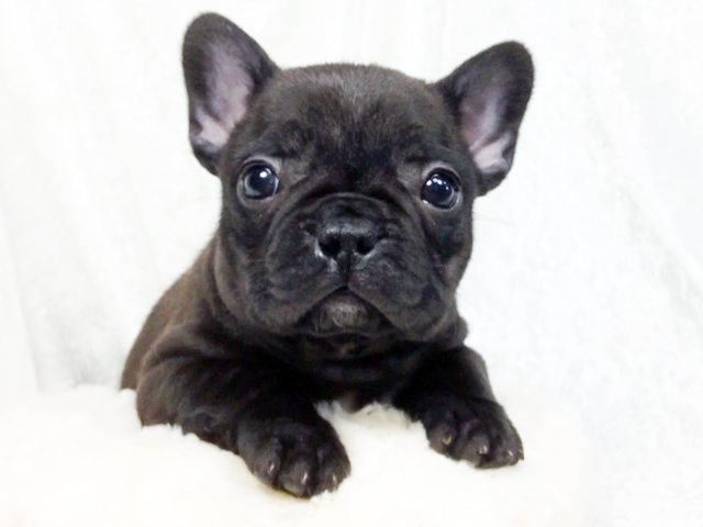 フレンチブルドッグブリンドル子犬