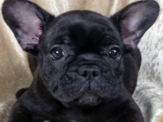 フレンチブルドッグの子犬