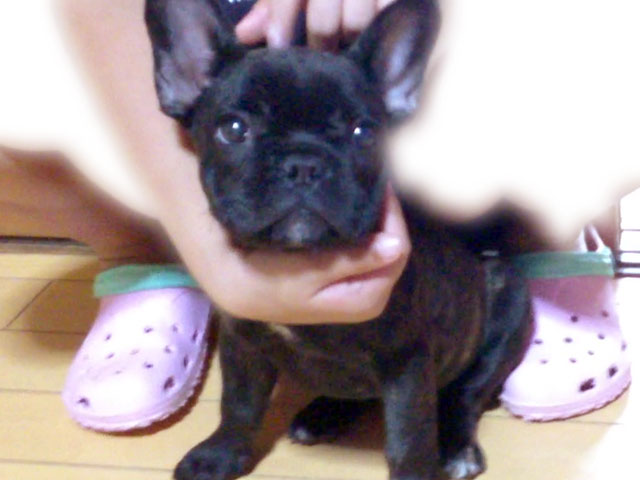 フレンチブルドッグの子犬