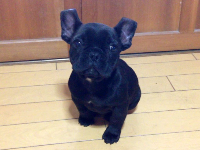 フレンチブルドッグの子犬