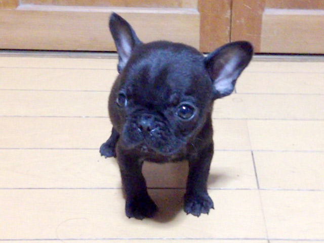 フレンチブルドッグの子犬