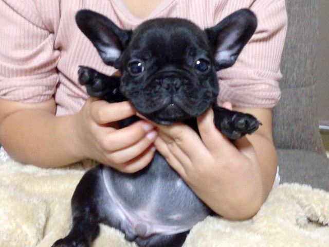 フレンチブルドッグの子犬