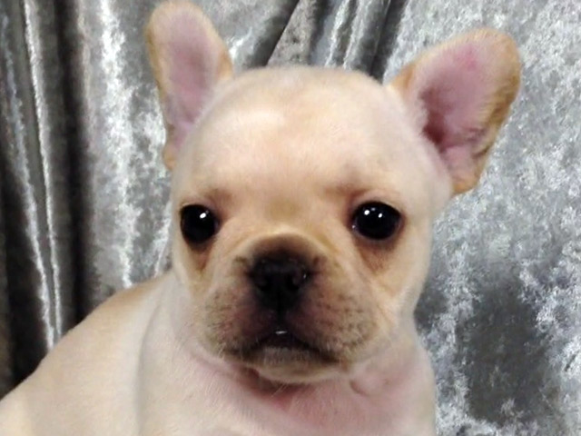 フレンチブルドッグの子犬