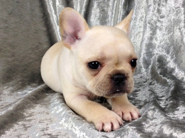 フレンチブルドッグの子犬