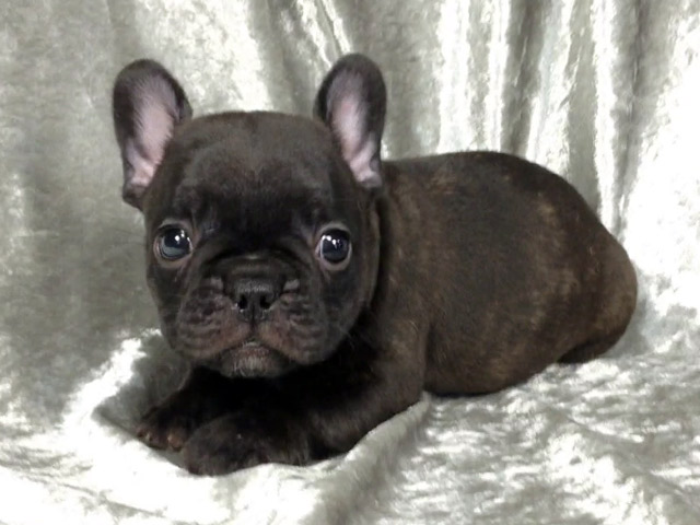 フレンチブルドッグの子犬