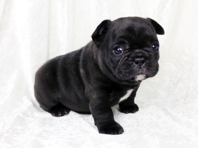 フレンチブルドッグの子犬