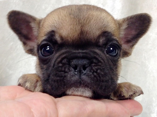 フレンチブルドッグの子犬