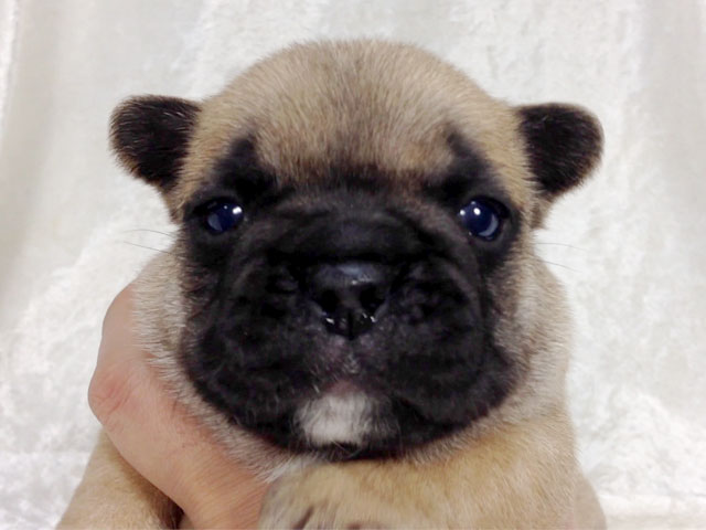 フレンチブルドッグの子犬