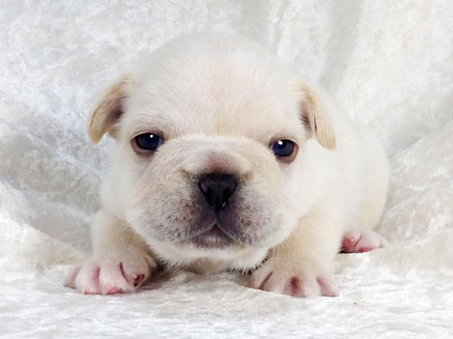 フレンチブルドッグの子犬