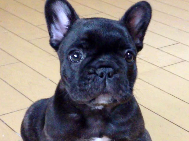 フレンチブルドッグの子犬