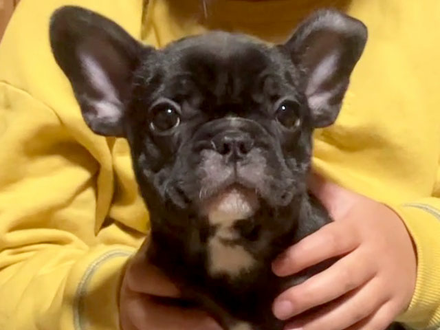 フレンチブルドッグブリンドル子犬