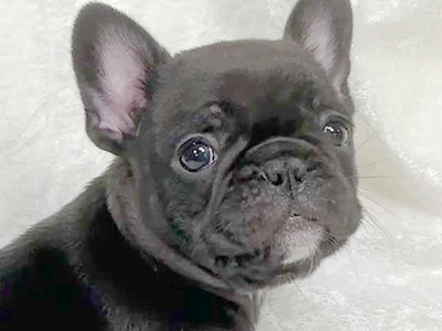 フレンチブルドッグの子犬