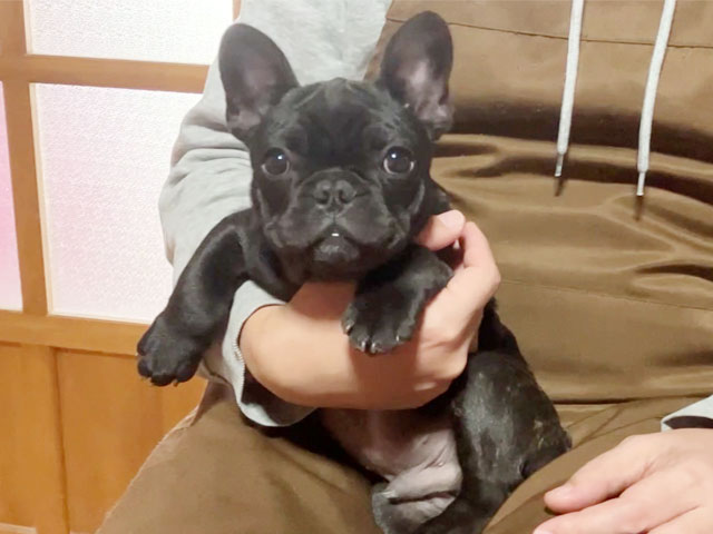 フレンチブルドッグブリンドル子犬