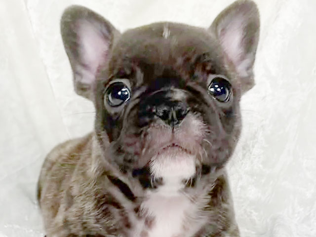 フレンチブルドッグの子犬