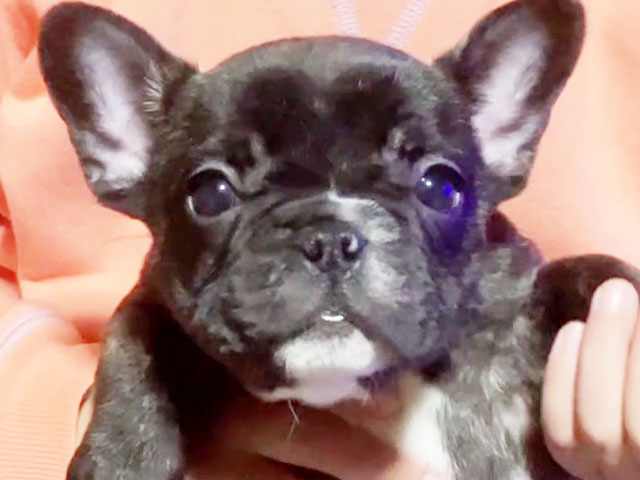 フレンチブルドッグの子犬
