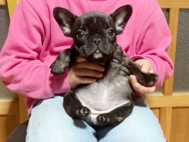 フレンチブルドッグの子犬