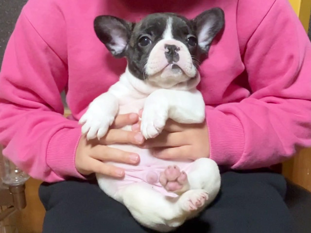 フレンチブルドッグの子犬