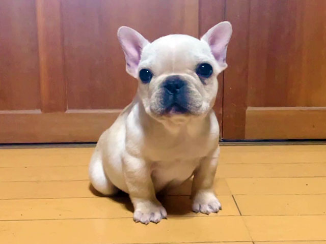 フレンチブルドッグクリーム子犬