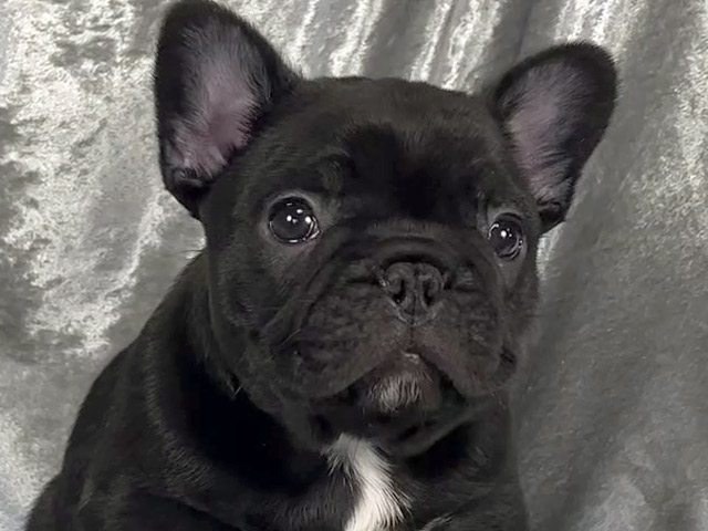 フレンチブルドッグの子犬