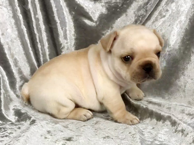 フレンチブルドッグの子犬