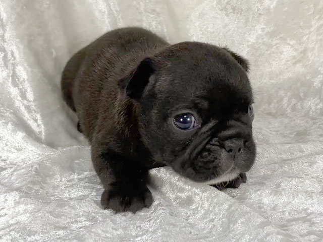 フレンチブルドッグブリンドル子犬