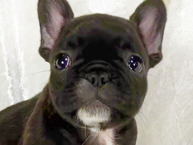 フレンチブルドッグの子犬