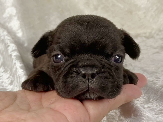 フレンチブルドッグブリンドル子犬